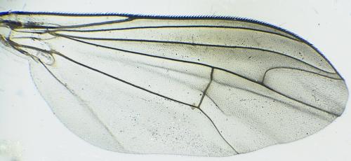 Réf. 345 596 : Sciapus pallens